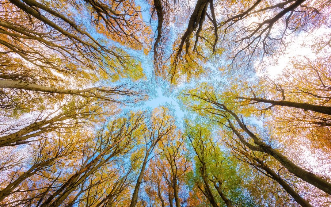 Snění se zemřelými